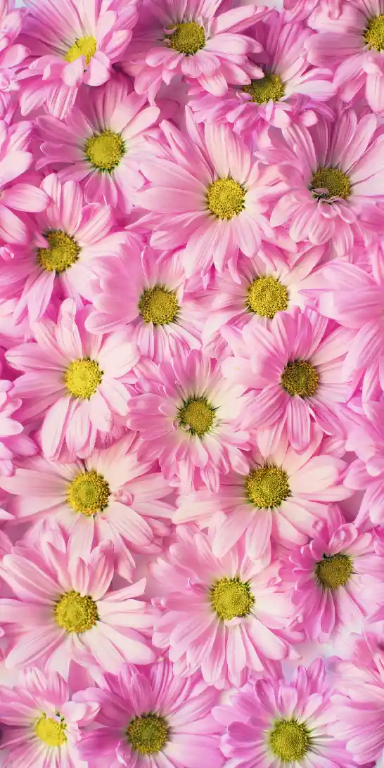 Pink flower wallpaper for iPhone and android phones - 05